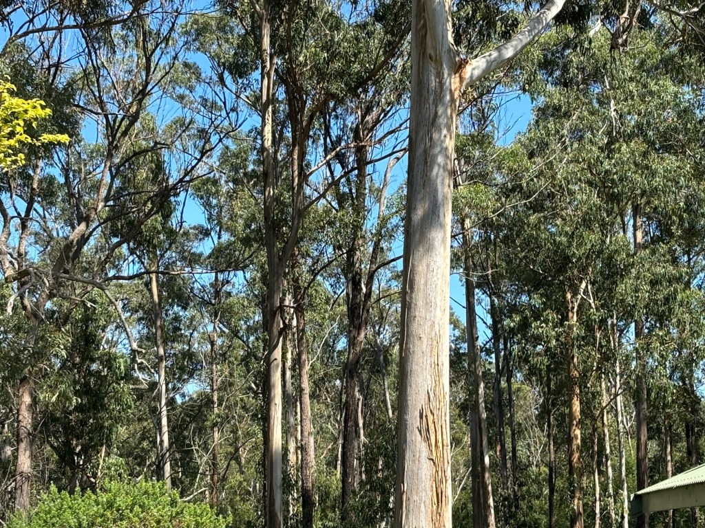 Slow down, and look at the&nbsp;trees